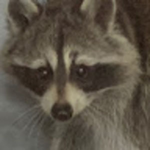 Meet your Posher, Parm